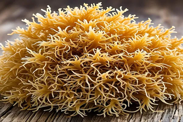 sea moss Product